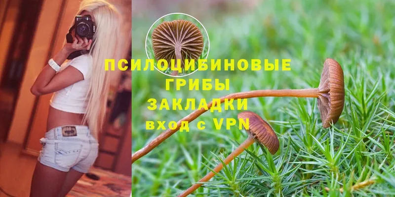 Псилоцибиновые грибы MAGIC MUSHROOMS  купить закладку  Инсар 